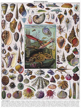 Load image into Gallery viewer, Mollusks 1000 Pieces Jigsaw Puzzle - The New Yorker Puzzle Company
