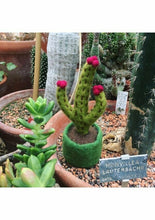 Load image into Gallery viewer, Set of 6 Fair Trade &amp; Eco Friendly Felt Miniature Plants Home Decoration
